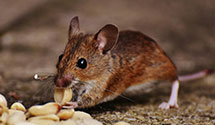 24 Hour & Emergency Exterminators in Pacoima, CA